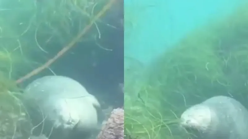 Как тюлени спят под водой