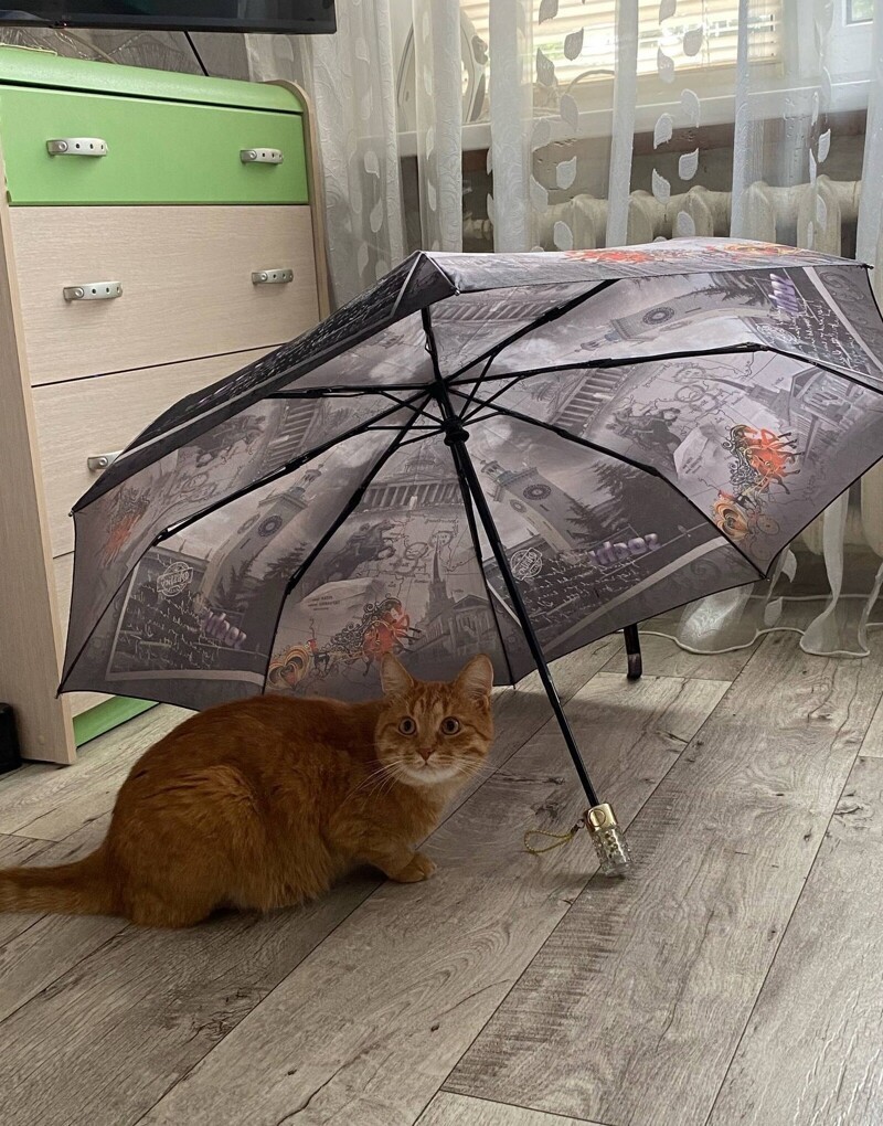 15.	Стильный зонт, стильный кот