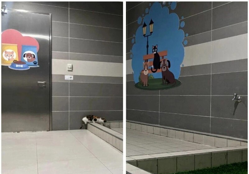 В  аэропорту Стамбула есть специальный туалет для домашних животных