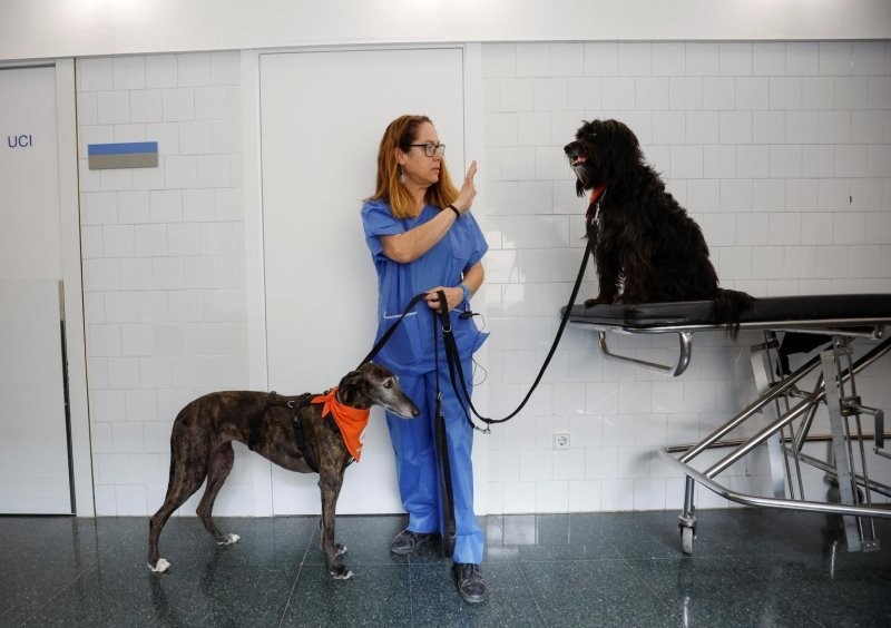 Собаки-терапевты трудятся в одной из больниц Барселоны