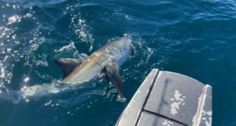 16-летний рыбак чуть не лишился ноги, когда поймал большую белую акулу
