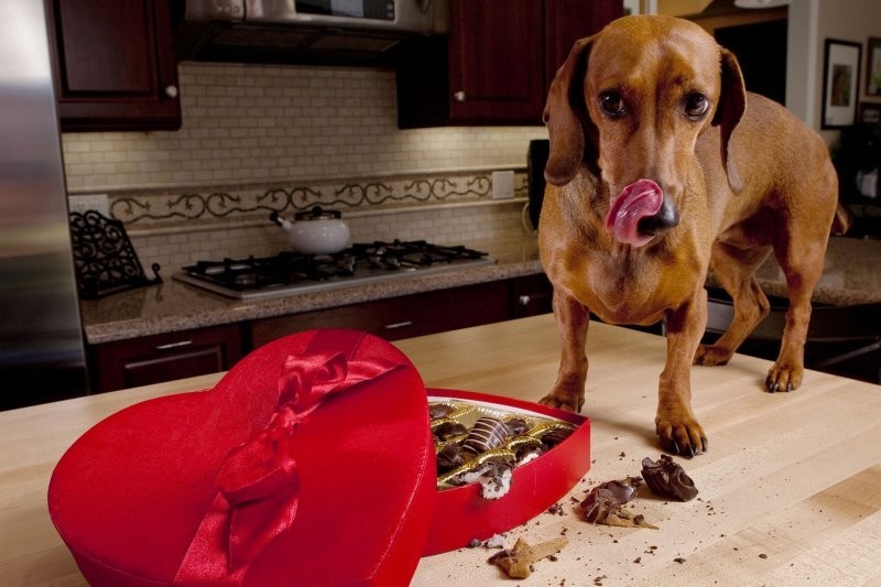 Что делать если собака съела шоколад? 