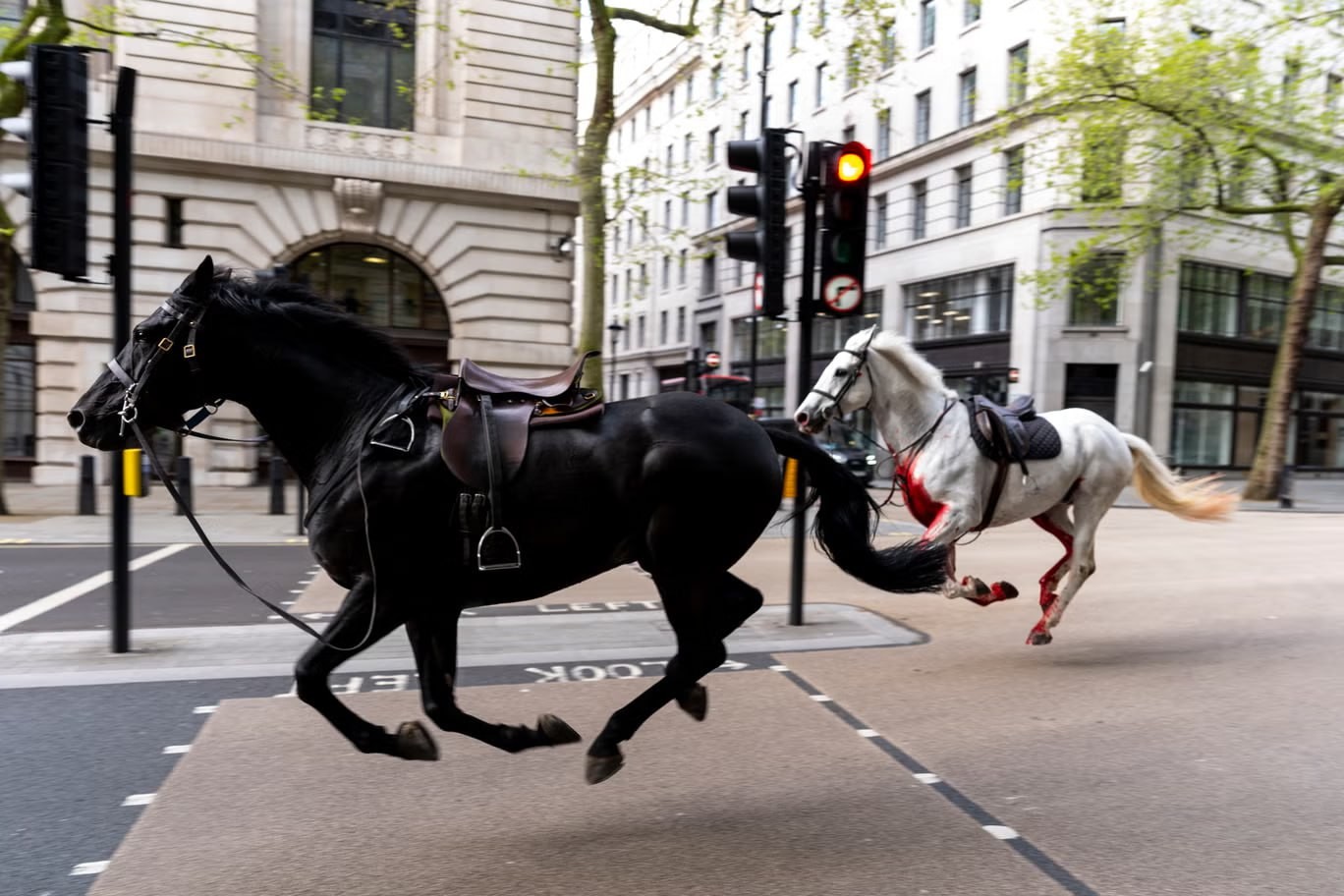 Разбежавшиеся по Лондону лошади испугались сброшенных с высоты стройматериалов