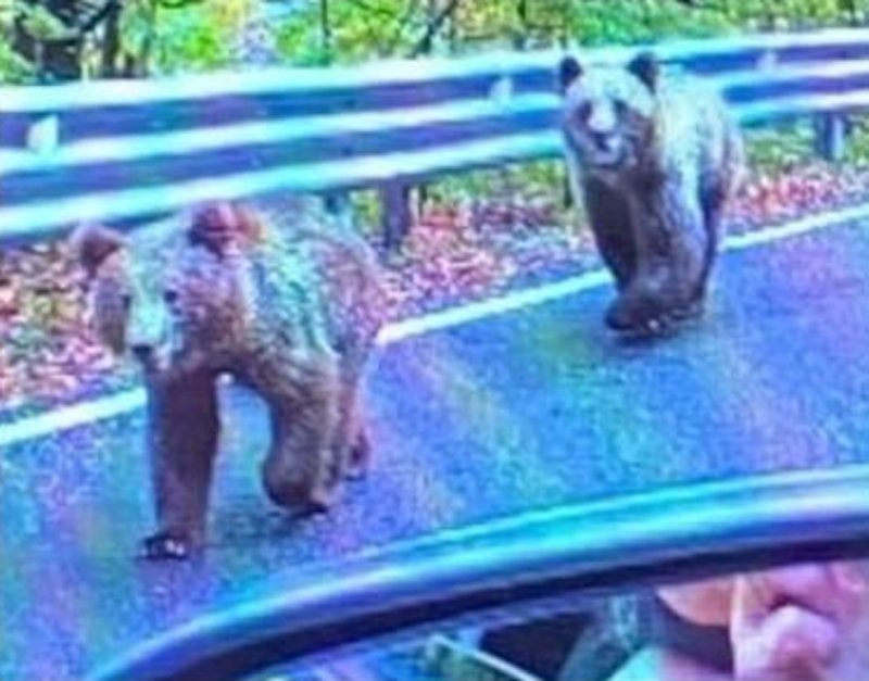 В Румынии туристка попала в больницу после встречи с медведем