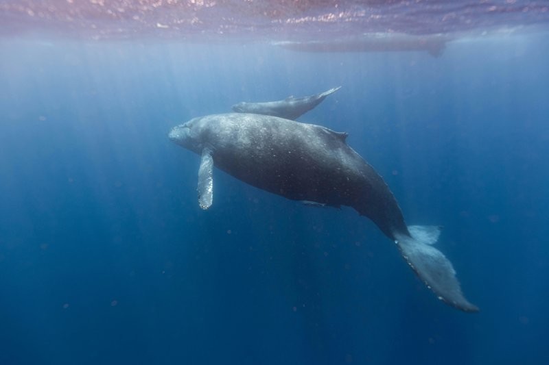 Учёные сумели пообщаться с горбатым китом на его языке