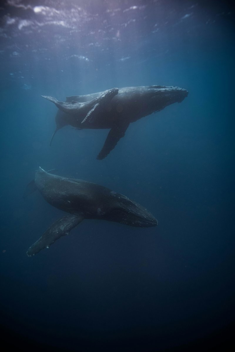 Песни горбатого кита считаются одними из самых сложных в животном мире