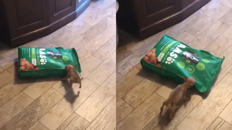 Пёс пытается стащить мешок корма