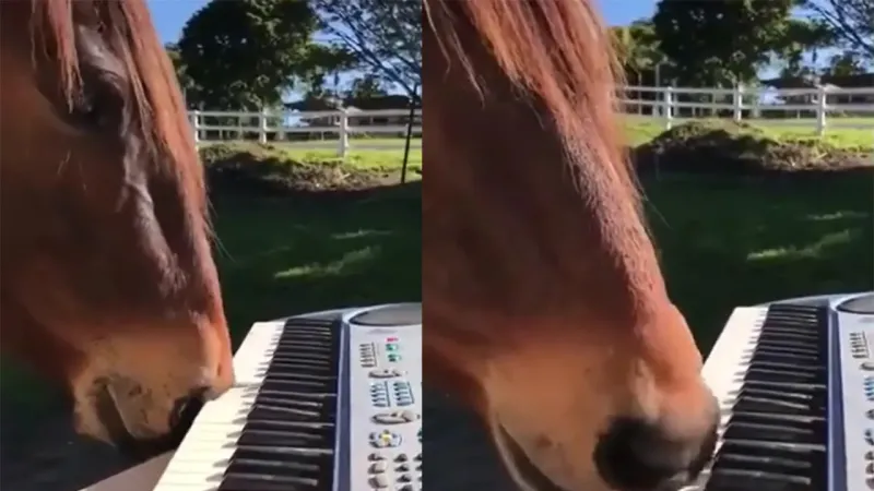 Игривая лошадка музицирует