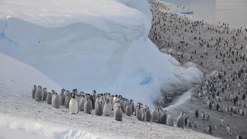Императорские пингвины могут исчезнуть из-за таяния льдов