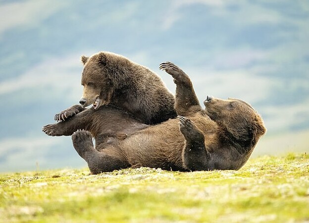 Фотограф заснял шутливую драку двух медведей