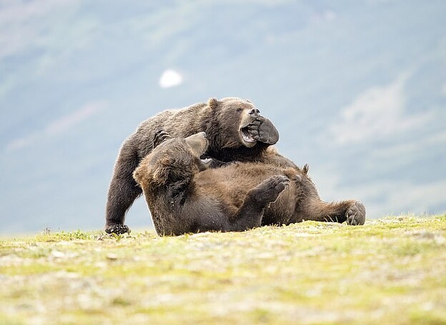 Фотограф заснял шутливую драку двух медведей