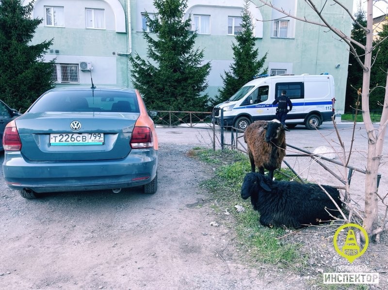 "На плов?": в Петербурге остановили каршеринговое авто, в багажнике которого мигранты везли баранов