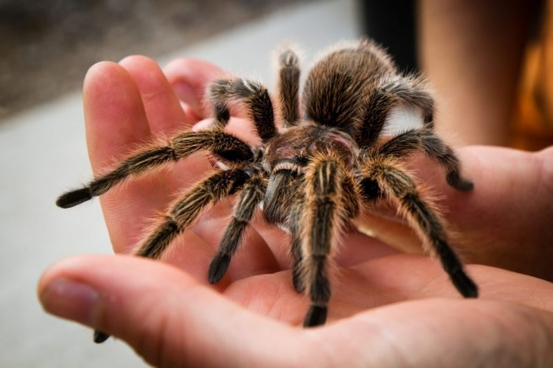 Крупный паук в России, которого действительно стоит опасаться