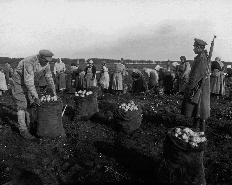 Крестьяне собирают картофель под наблюдением вооруженной охраны.