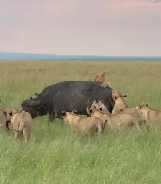 Туристы засняли, как прайд львов напал на огромного буйвола
