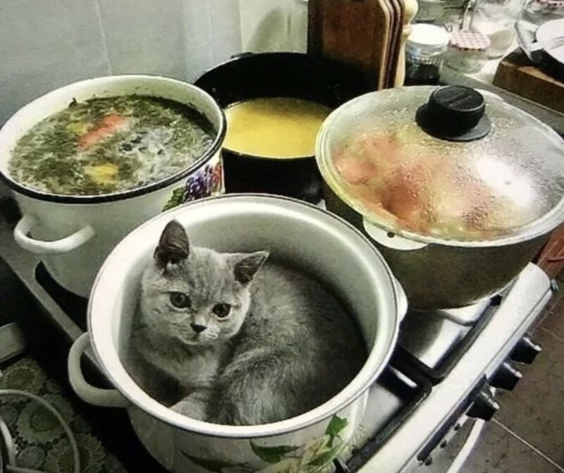 8. Суп с котом