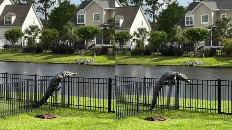 Аллигатор пытается перелезть через забор