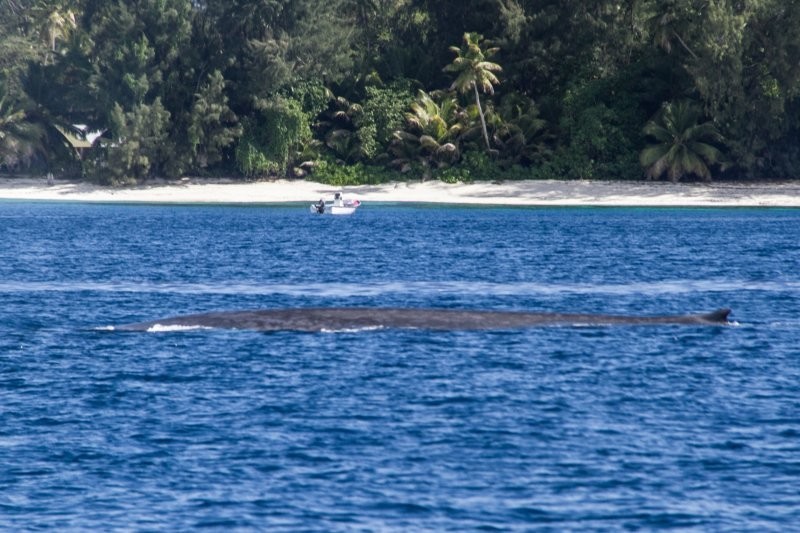 Синие киты вернулись к берегам Сейшельских островов