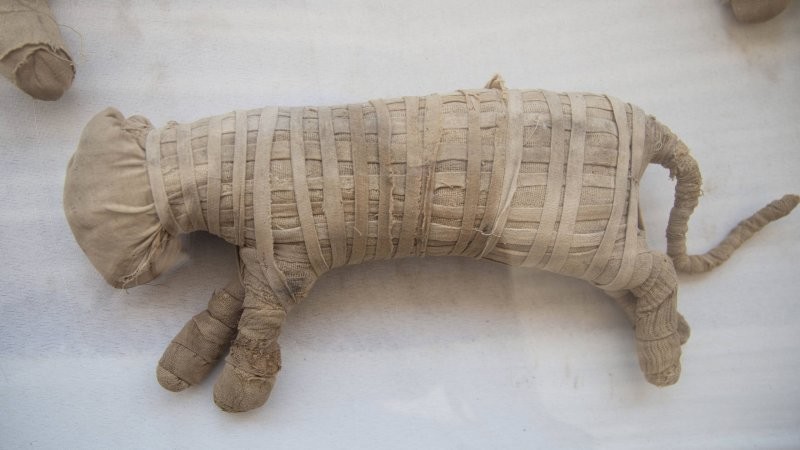Мумии древнеегипетских животных