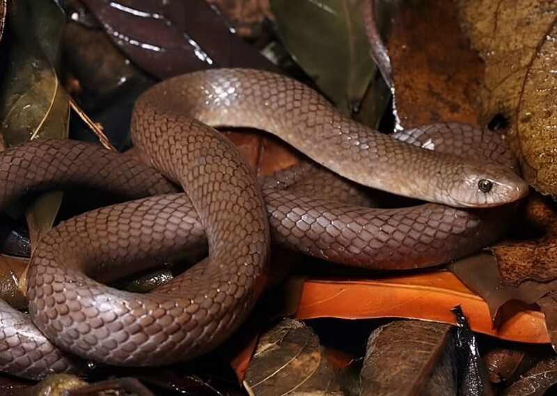 В Таиланде нашли уникальный вид змей
