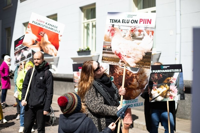В Эстонии требуют прекратить содержать кур в клетках