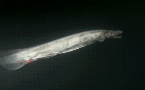 Доисторическая акула которая живёт в наши дни