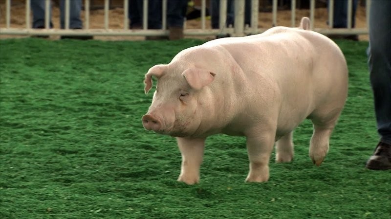 Что тут происходит? В сети завирусилось видео с выставки свиней из Техаса