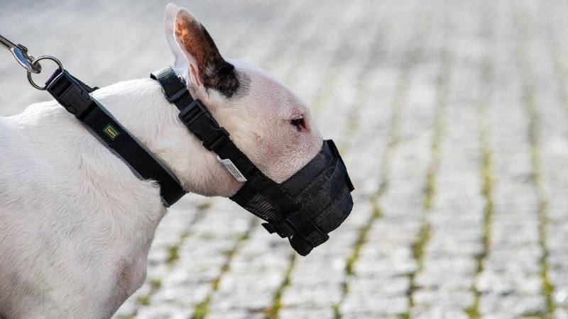 В Госдуме предложили штрафовать хозяев, чьи собаки гуляют без намордника и поводка