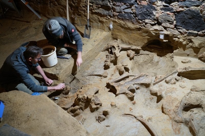 Мужчина нашел в погребе останки гигантов Ледникового периода