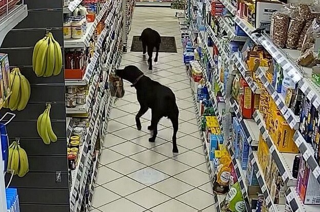 Камера наблюдения засняла, как два пса воруют хлеб в магазине