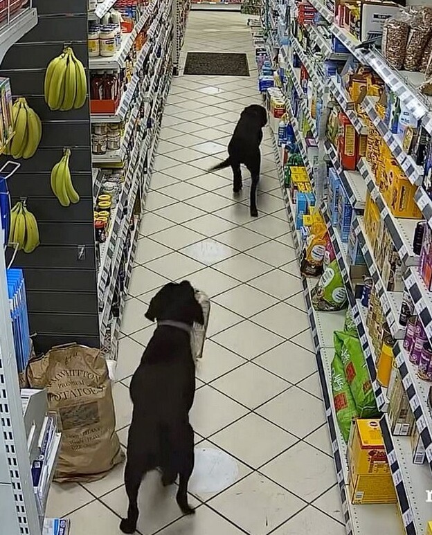 Камера наблюдения засняла, как два пса воруют хлеб в магазине