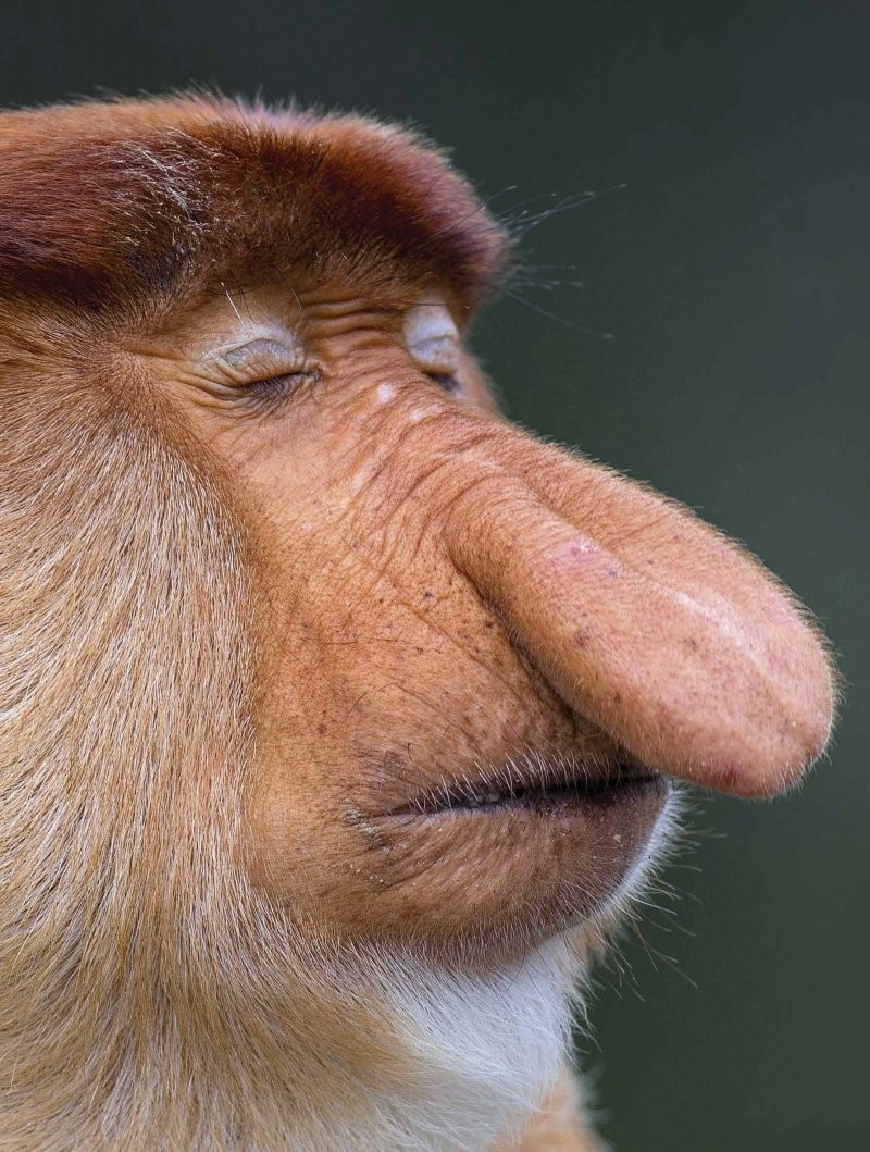 Учёные выяснили, зачем носачам такой большой нос