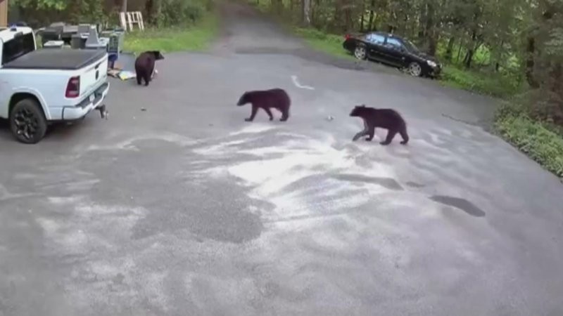 Женщина погналась за медведем, преследующим её питомца