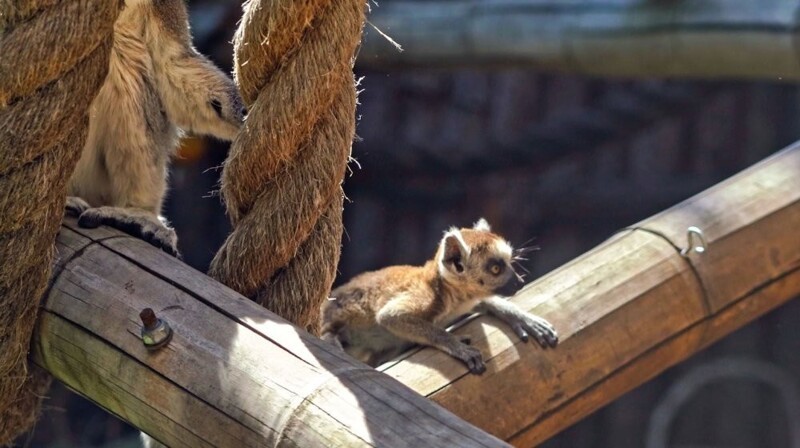 В Московском зоопарке родились два детеныша кошачьих лемуров⁠⁠