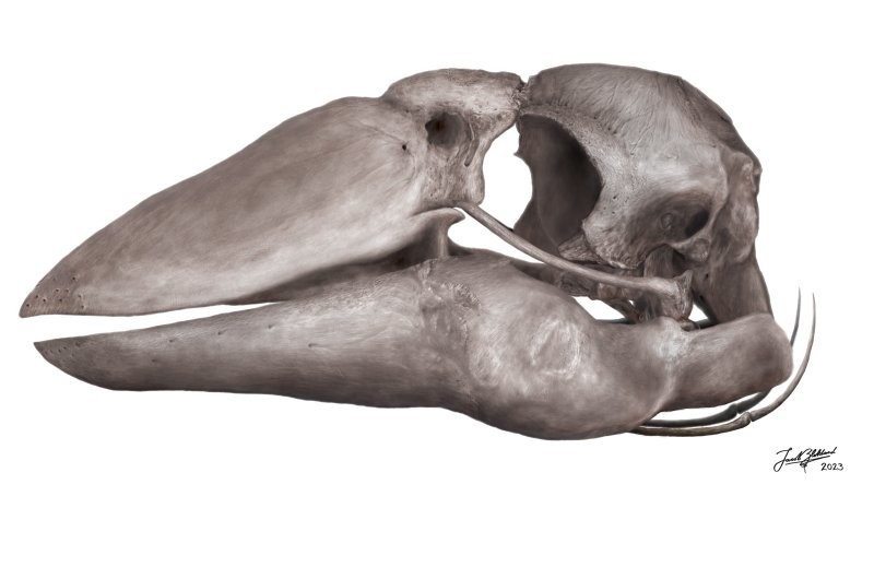 230-килограммовые "гигантские гуси" обитали в Австралии 50000 лет назад