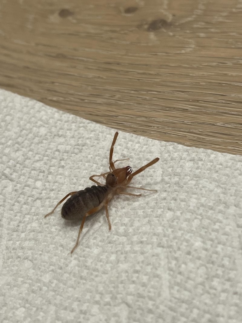 "Большой и страшный": мужчина нашел в своем доме "инопланетного" жука