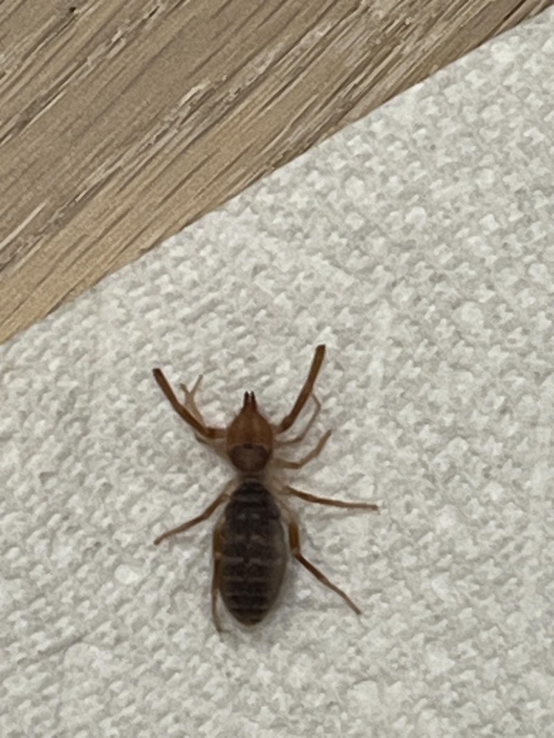 "Большой и страшный": мужчина нашел в своем доме "инопланетного" жука