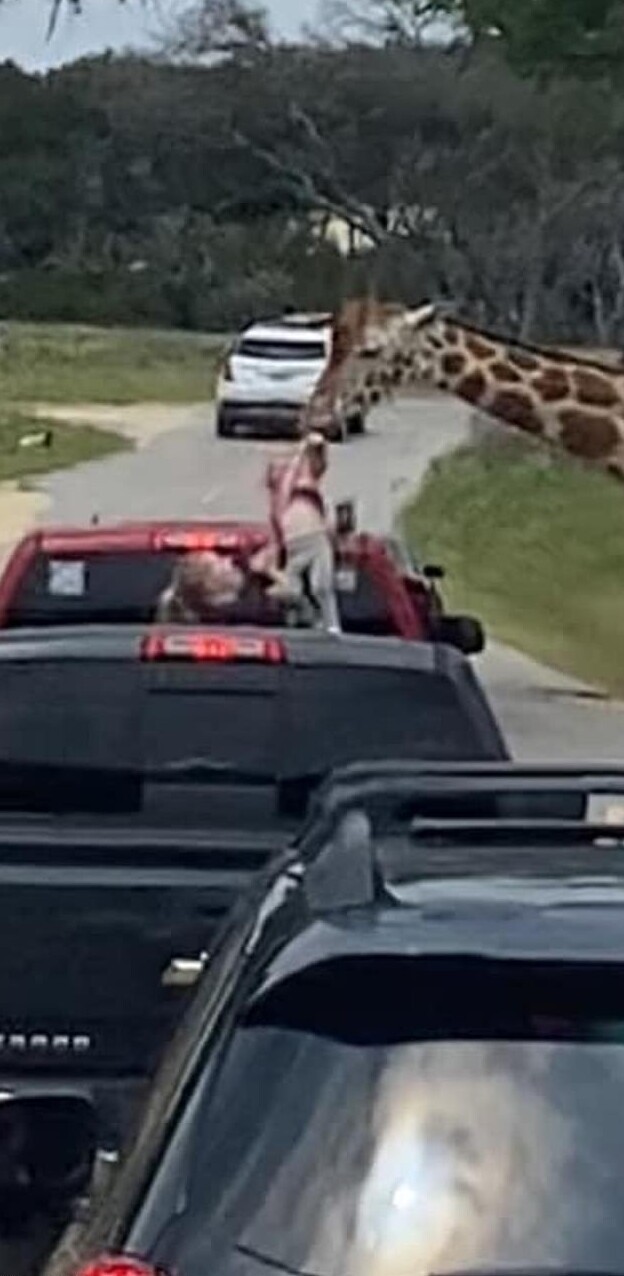 Жираф выхватил ребёнка из автомобиля во время сафари