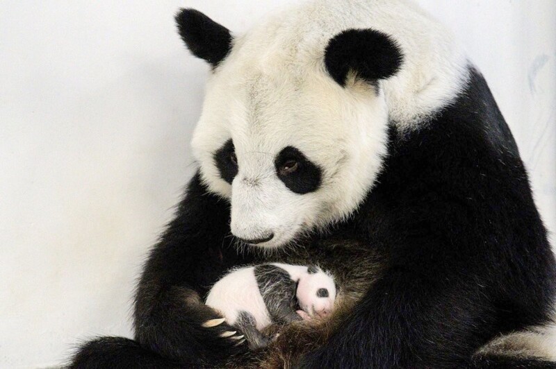 Все о жизни Жуи и Диндин - больших панд Московского зоопарка