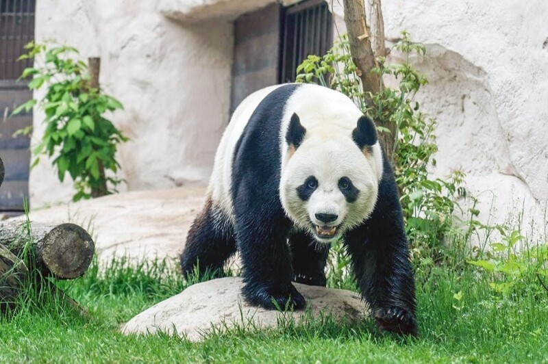Все о жизни Жуи и Диндин - больших панд Московского зоопарка