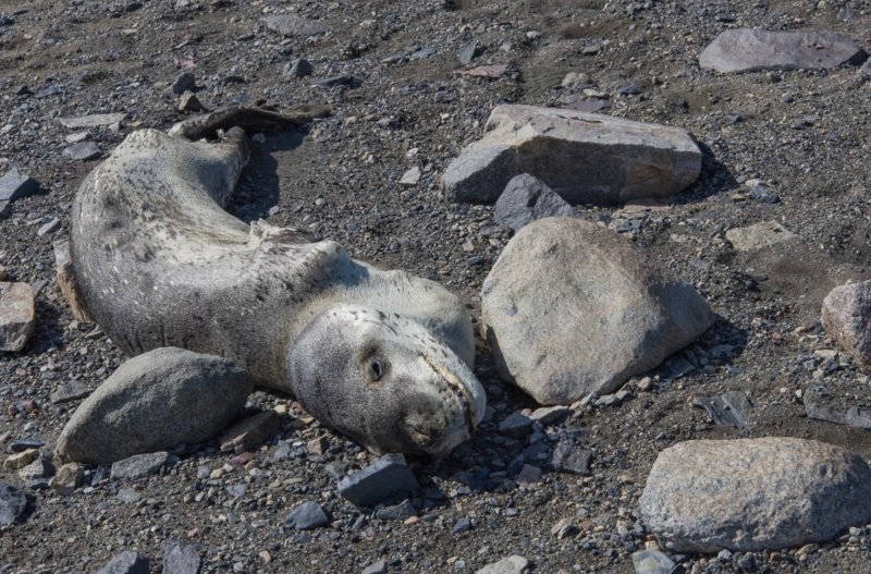 24. Сотни мумифицированных тюленей были найдены на расстоянии 66 км вглубь Антарктиды. Один из экземпляров пролежал под открытым небом 1 500 лет