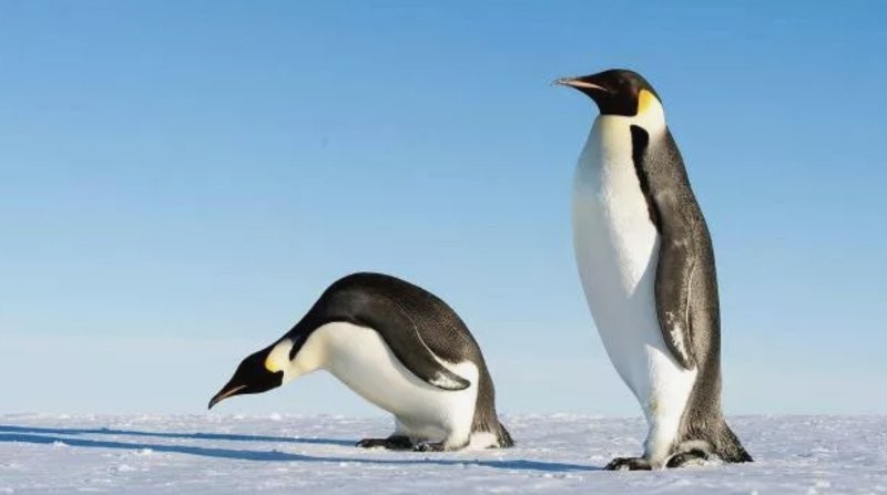 11. В Антарктиде обнаружены ископаемые останки вымершего пингвина-гиганта ростом почти 2 метра и весом 115 кг