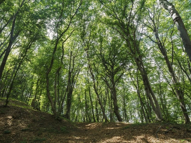 Феномен загадочного леса Трансильвании Хойя Бачу