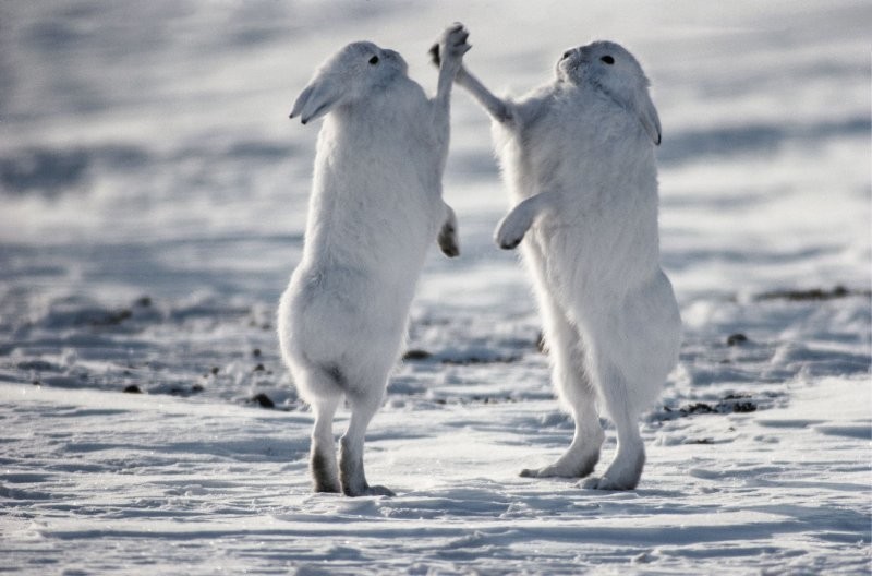 2.	Суровые арктические зайцы