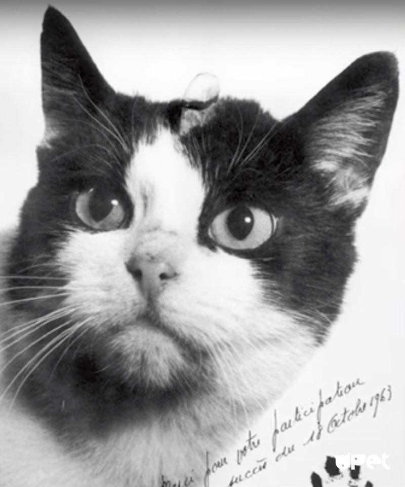 Фелисетт – первая космическая кошка и память о ней