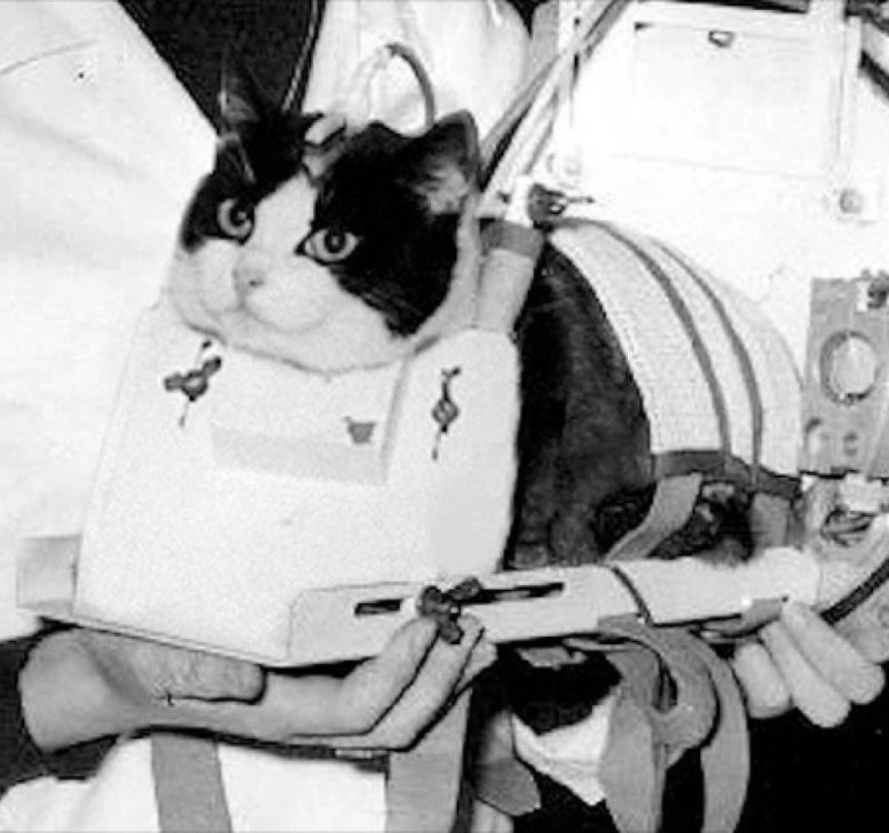 Фелисетт – первая космическая кошка и память о ней