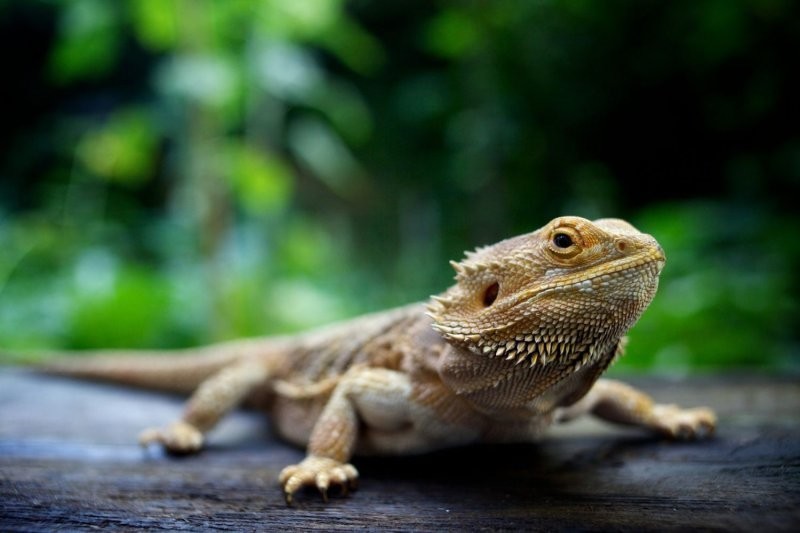 Большие проблемы от маленьких ящериц: рептилии стали причиной вспышки смертельной болезни