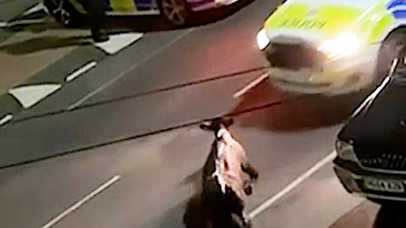 Полицейские ловили сбежавшую корову и чуть не отправили её на тот свет