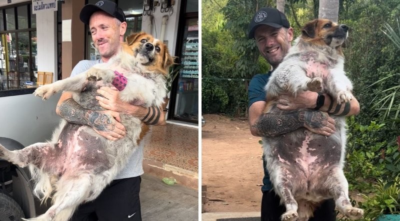 Едва дышал и не шевелился: мужчина спас собаку с ожирением