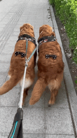 Походка от бедра